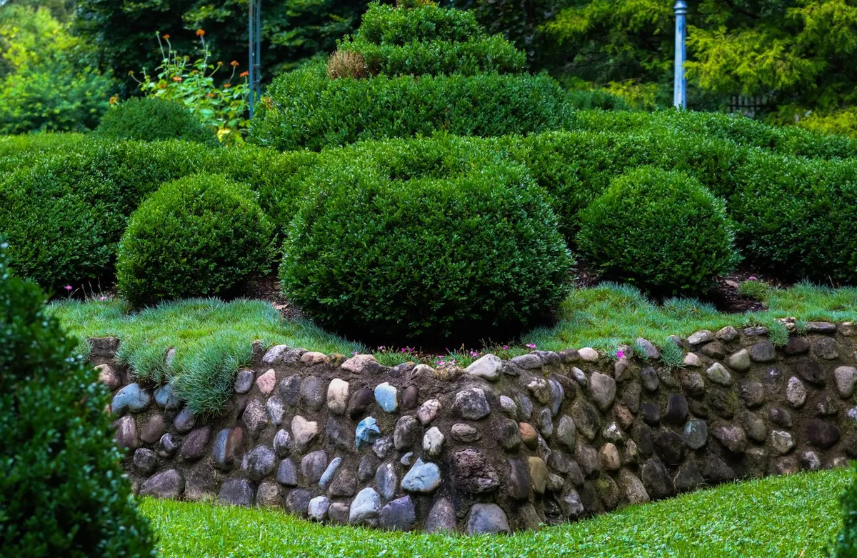 Jardín con arbustos podados y muro de piedra